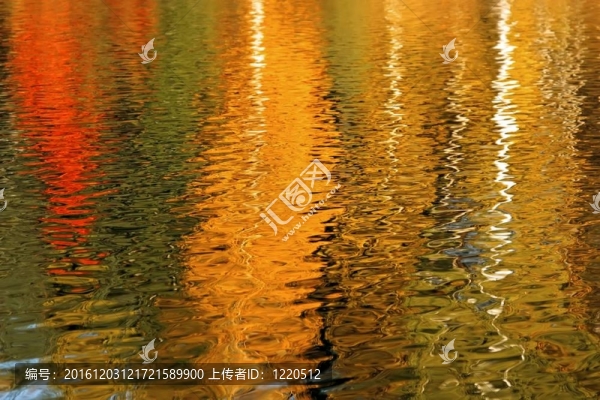 反映在水里的秋天的樹木