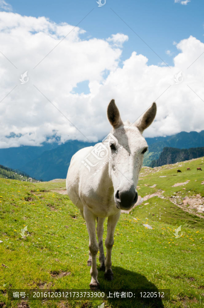 高山牧場上的白馬