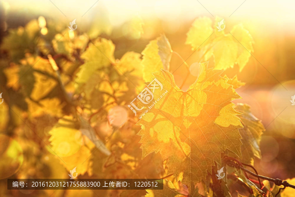 日落時(shí)的葡萄藤