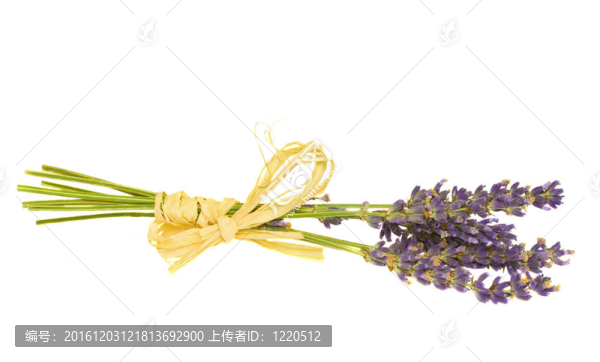 干薰衣草