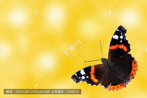 夏季背景蝴蝶