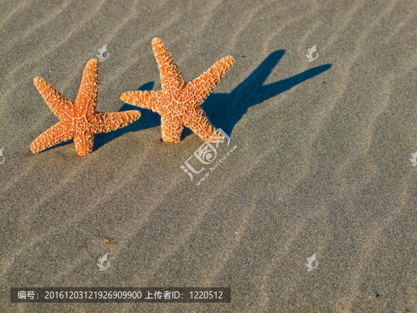 海灘上的兩個(gè)海星暴風(fēng)肆虐的沙紋