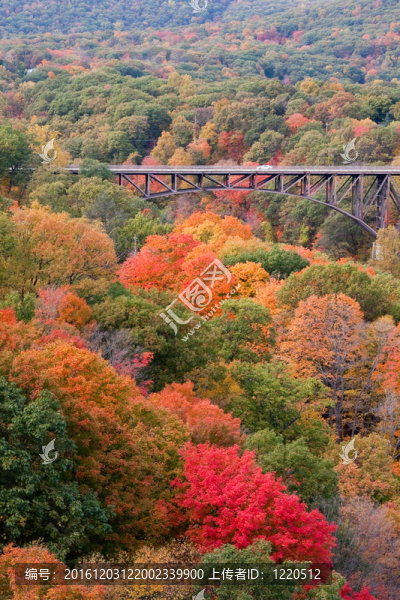 波波洛本橋橋