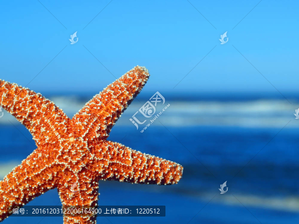 一個海星偷看從邊緣與背景中的海浪