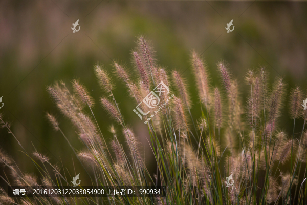草,狗尾草,草叢