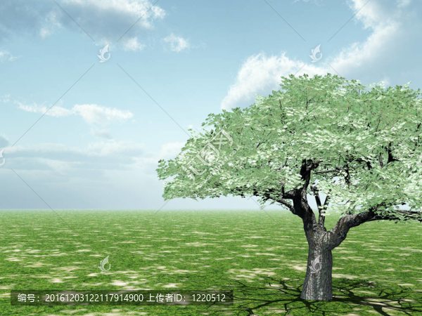 美麗的風景