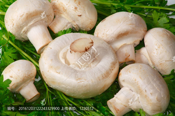 新鮮的蔬菜原料白香菇