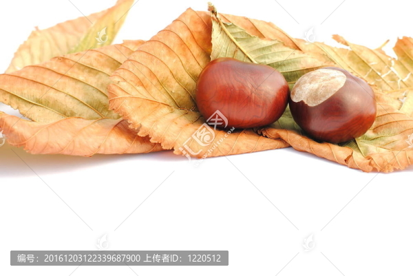 栗子和黃葉；秋季項(xiàng)目