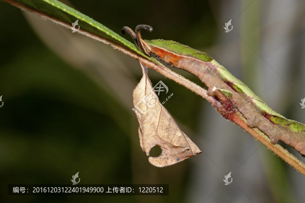 繭的蝴蝶