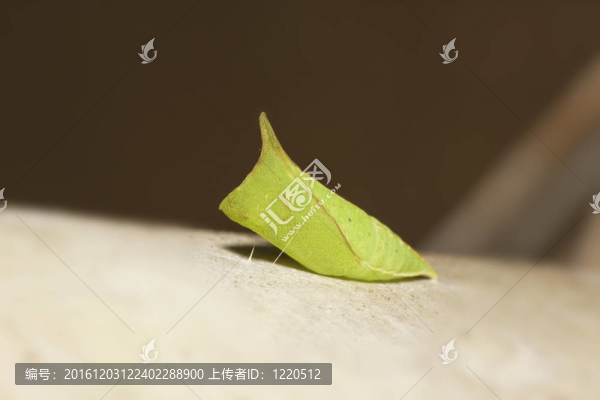 繭的蝴蝶