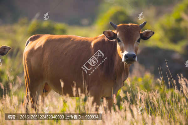 黃牛