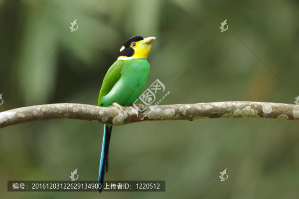 長尾闊嘴鳥在樹枝上