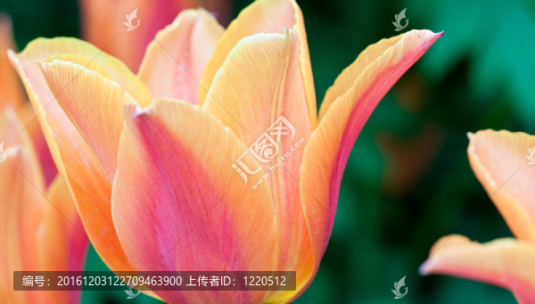 紅黃色郁金香。