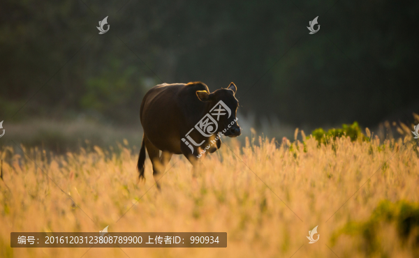 黃牛,牛
