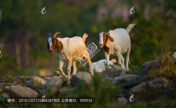 山羊,羊