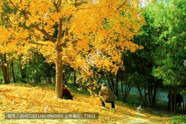 秋景