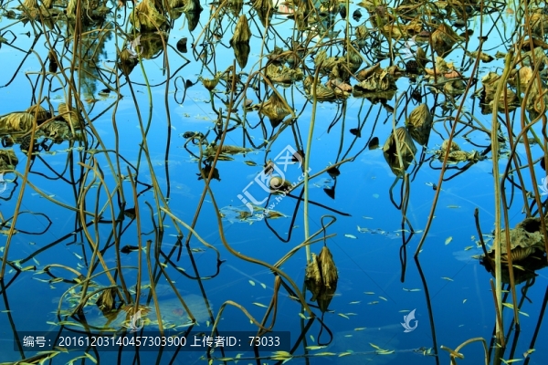 殘荷