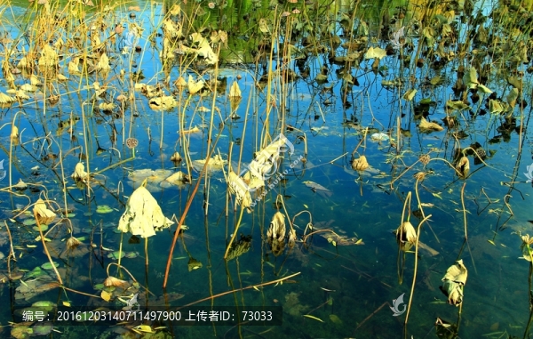 殘荷