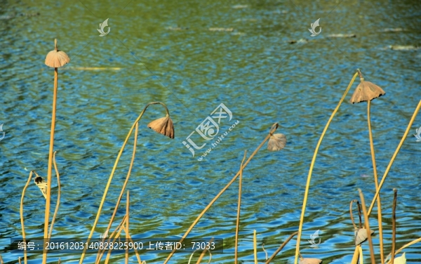 蓮蓬