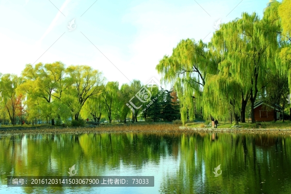 楊柳岸