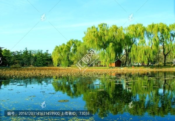 楊柳岸
