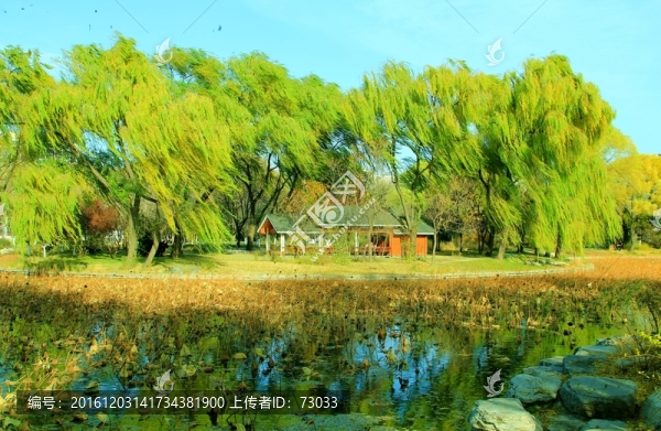 楊柳岸