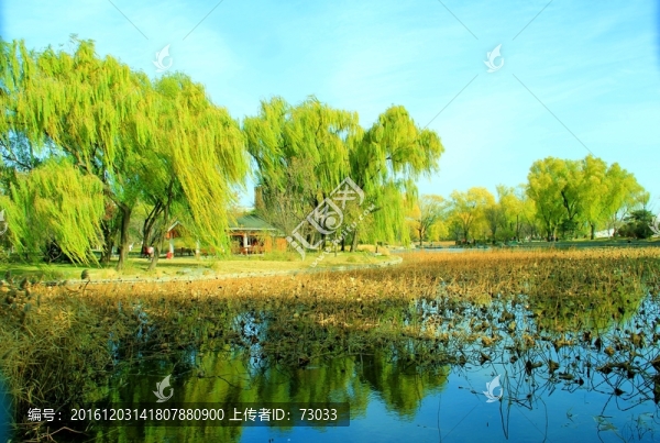 楊柳岸