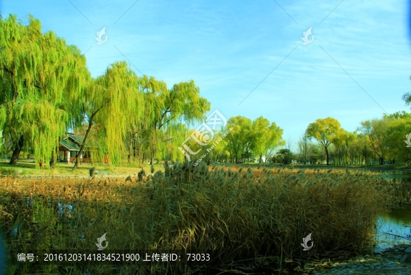楊柳岸