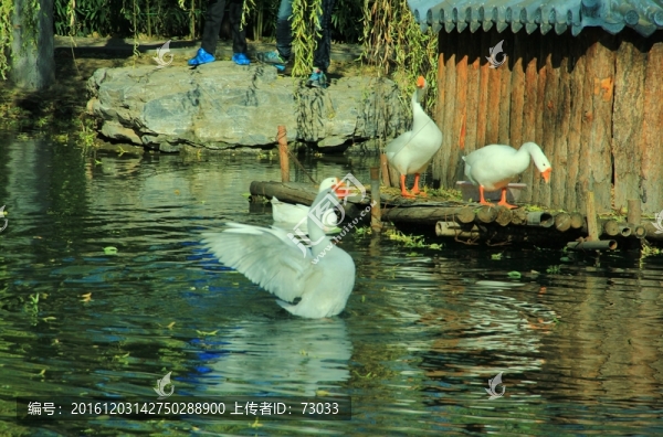 大鵝振翅