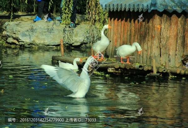 大額振翅