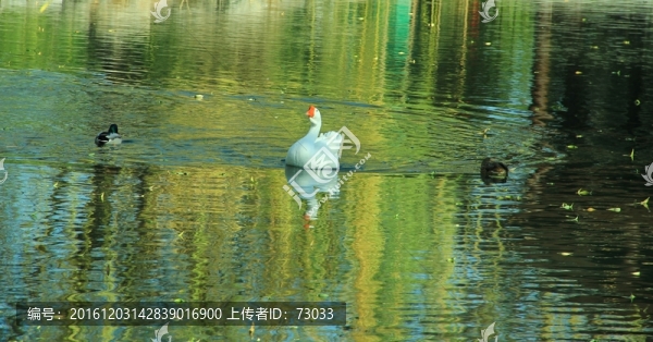 大白鵝