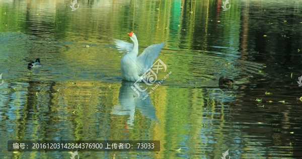 大鵝振翅