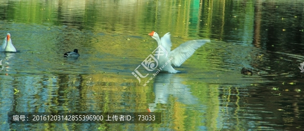 大鵝振翅
