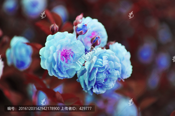 花朵