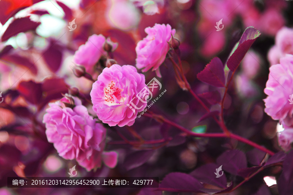 花卉,,,鮮花