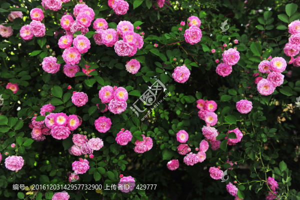 花卉墻,,花卉背景
