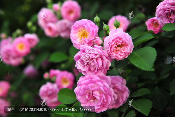 紅花綠葉,,花草