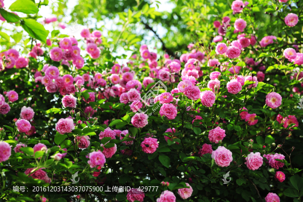 花卉墻,,,鮮花墻