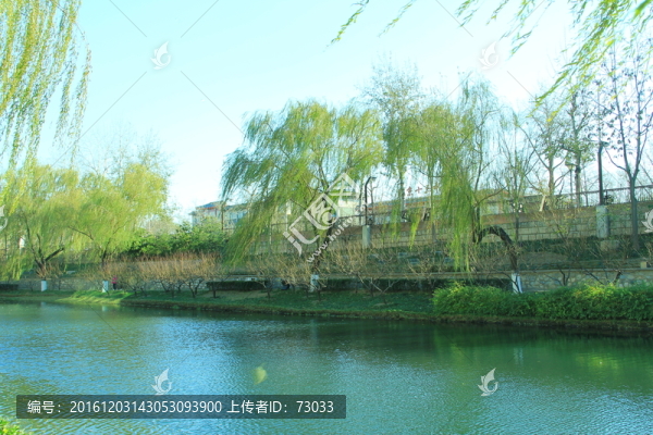 楊柳岸