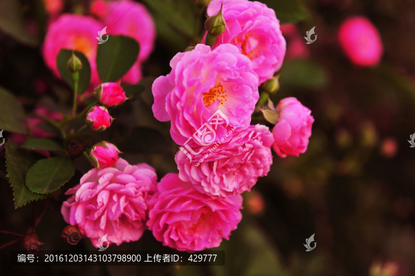 紅花,,鮮花