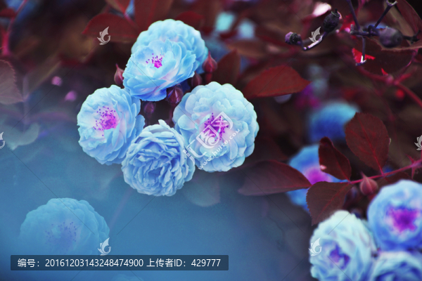 花卉