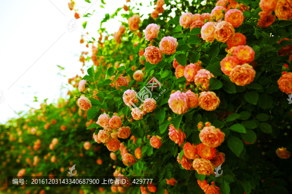 花背景