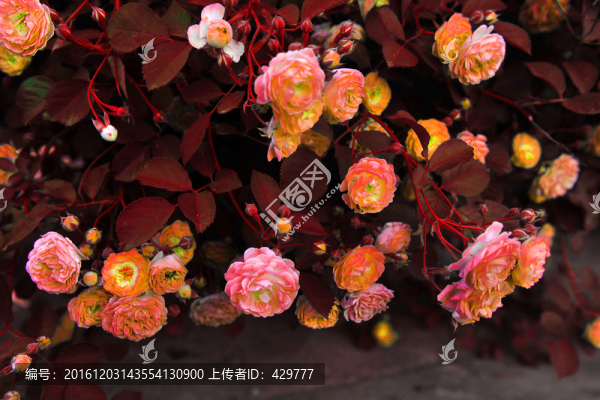 花卉