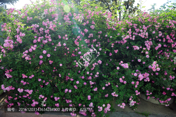花背景,,植物墻