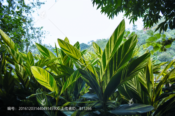 艷山姜,條紋大葉
