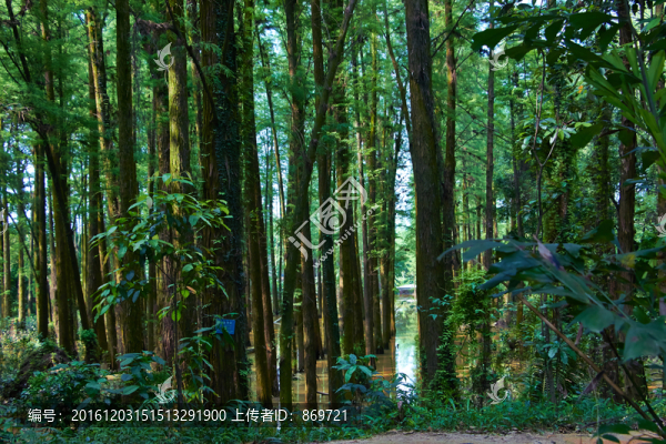 綠樹(shù)林