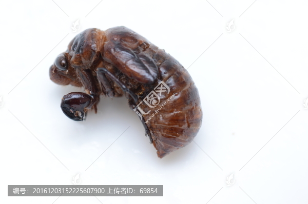 蟬蛹