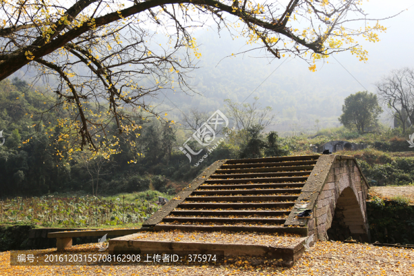 紅峰村千年銀杏樹