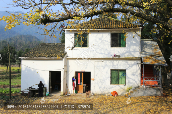 千年銀杏樹(shù)