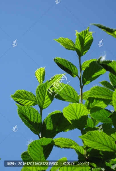 榆樹嫩葉